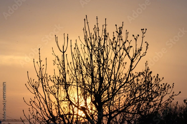 Obraz sunset in the field