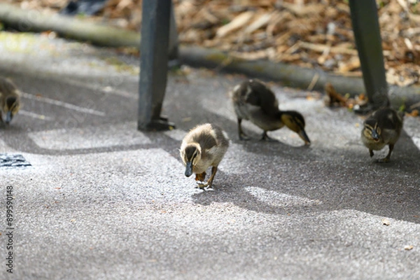 Obraz two dogs on the ground