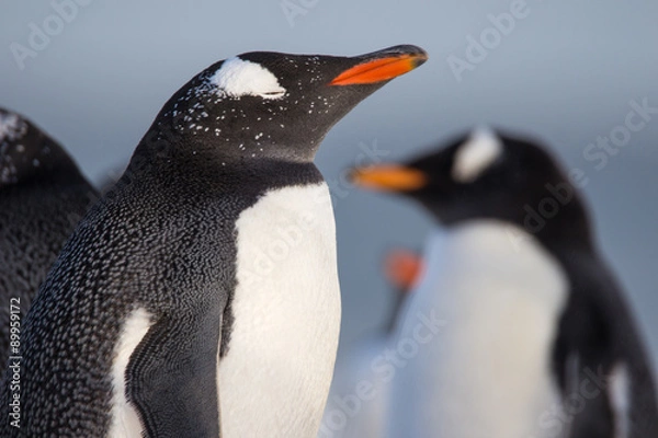 Obraz Close up Gentoo Penguin (Pygoscelis papua)