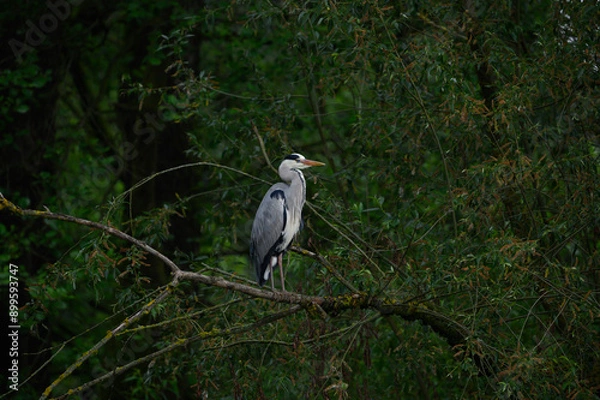Obraz great blue heron