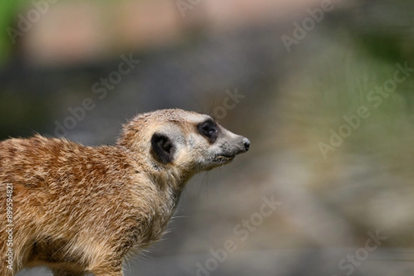 Obraz meerkat on guard