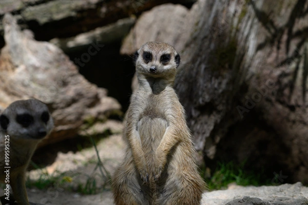Obraz meerkat on guard