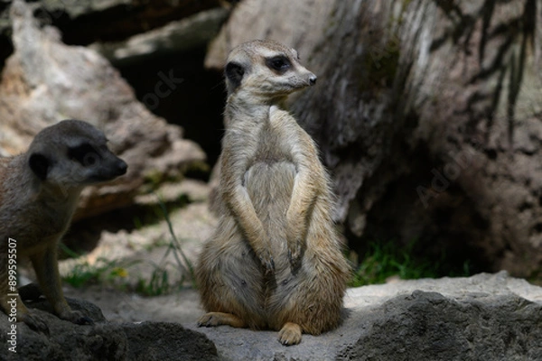 Obraz meerkat on guard