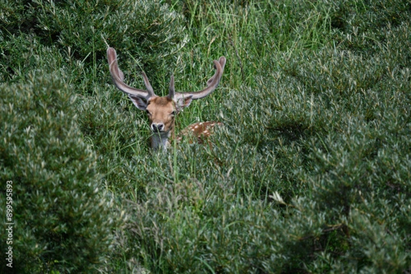 Obraz deer in the woods