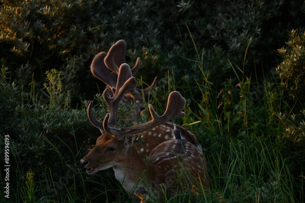 Obraz deer in the woods