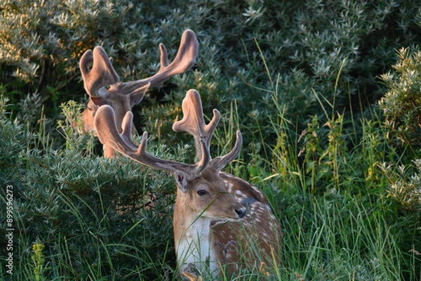 Obraz deer in the woods