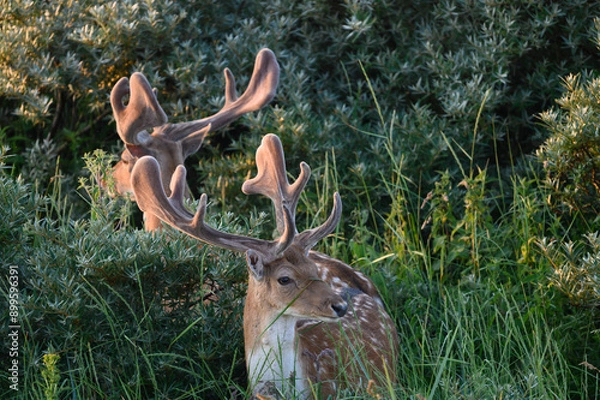Obraz deer in the forest