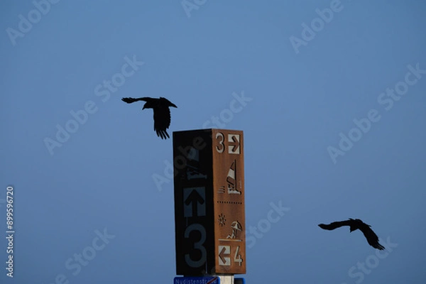 Obraz bird in flight