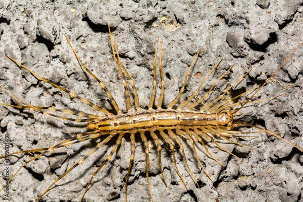 Obraz House Centipede - Scutigera coleoptrata