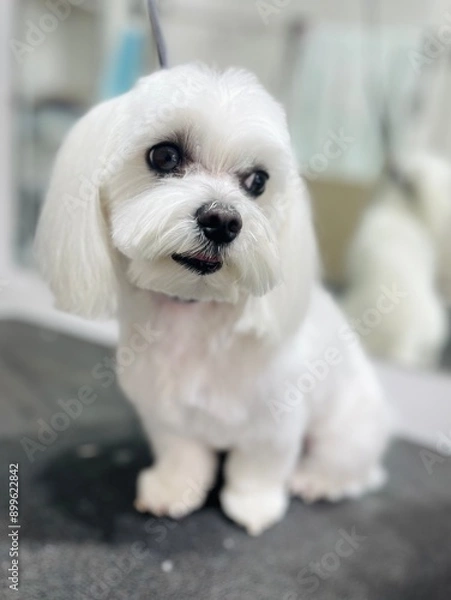 Fototapeta White dog with black nose and close eyes stands on grooming table. Maltese after haircut, pet grooming