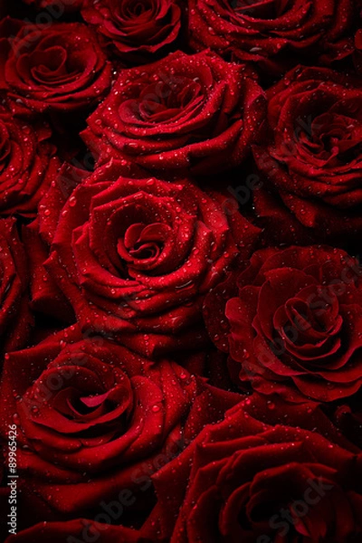 Obraz Roses with drops of water