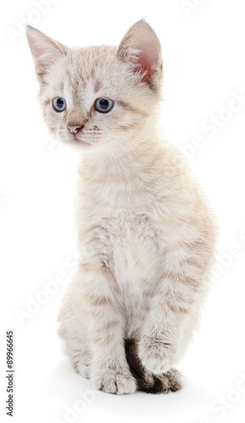 Fototapeta Kitten on a white background