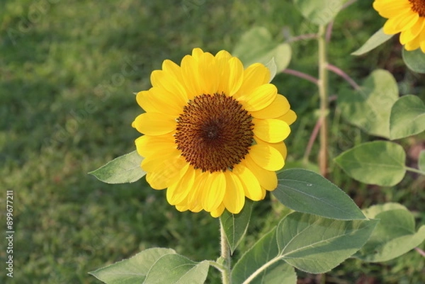 Fototapeta Sunflowers blooming in the park
