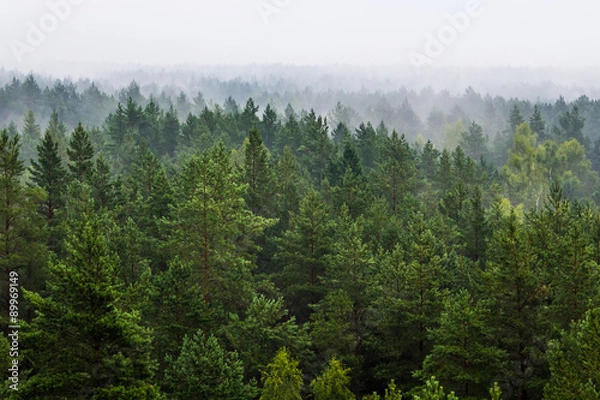 Obraz Mgła nad lasem