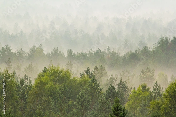 Obraz Fog over the forest