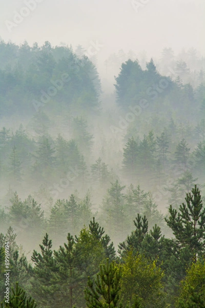 Obraz Fog over the forest