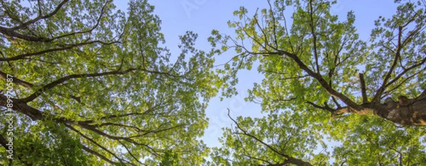 Obraz sklepienie drzew