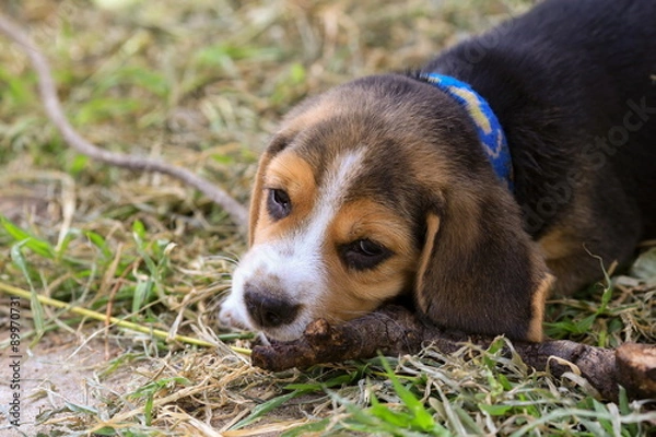Fototapeta beagle puppy's chewing on grass