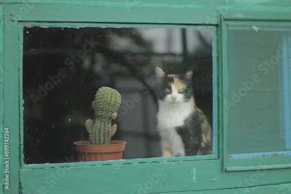 Obraz Cat in the window next to a cactus