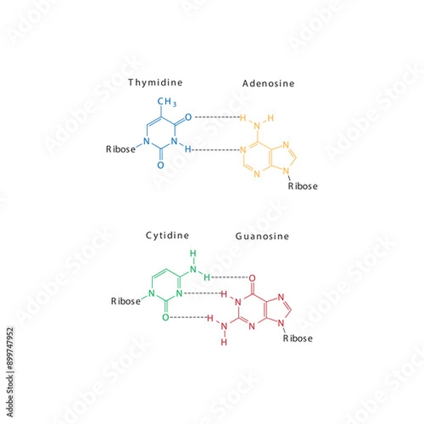 Fototapeta Diagram showing hydrogen bonds between DNA nitrogenous bases - Cytidine, Guanosine, Adenosine, Thymidine. simple schematic illustration.