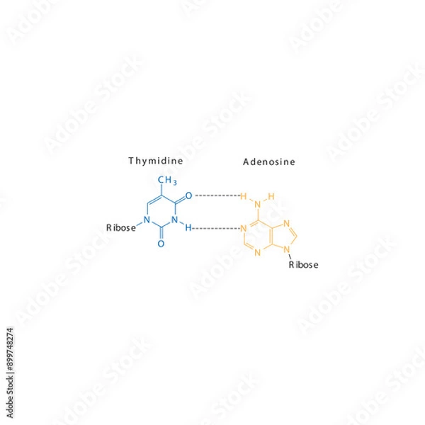 Fototapeta Diagram showing hydrogen bonds between DNA nitrogenous bases - Thymidine and Adenosine, simple schematic illustration.
