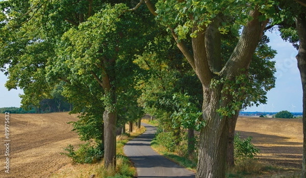 Fototapeta Oder-Neiße-Radweg bei Staffelde