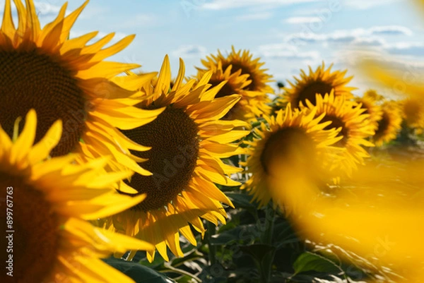 Obraz Sunflower field at sunset