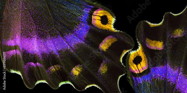 Fototapeta Bright colorful abstract background of tropical butterflies. Butterfly wings close-up. Japanese swallowtail. Papilio maackii. Alpine black swallowtail. 