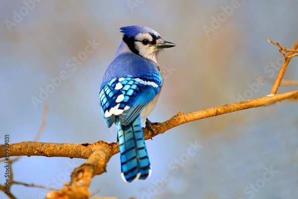 Obraz Blue Jay siedzi na gałęzi