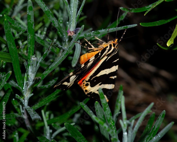 Fototapeta Tiger Moth on Lavender bush.