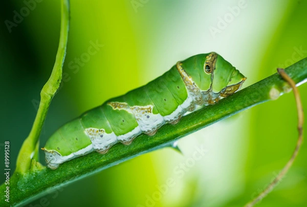 Fototapeta caterpillar on branch in natural