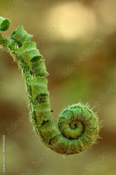 Fototapeta A single fern fiddlehead close-up