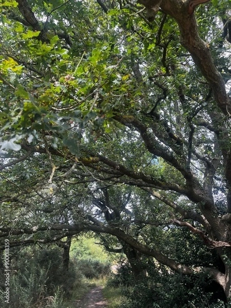 Fototapeta forest walk