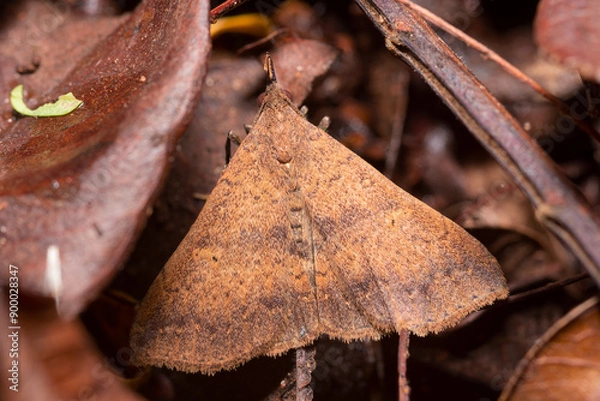 Obraz Mariposa Renia sp.