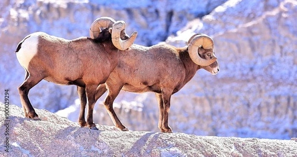 Obraz mountain goat in the mountains