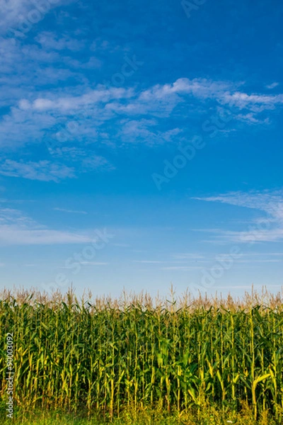 Fototapeta Beautiful sunset, skyline and corn field