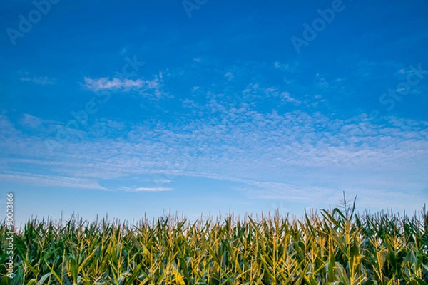 Fototapeta Beautiful sunset, skyline and corn field
