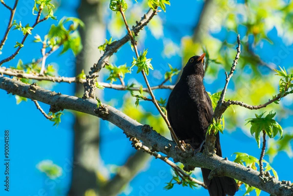Obraz Blackbird on a branch