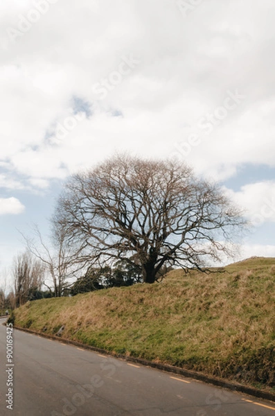 Fototapeta a leafless tree in One Tree Hill, Auckland