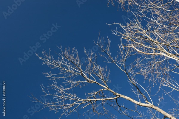 Obraz Blue skies, white bark