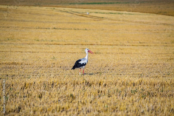 Fototapeta Stork on the field
