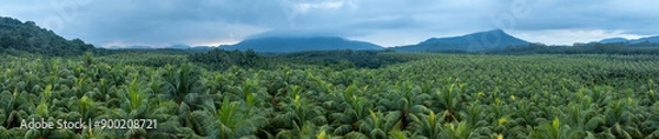 Fototapeta Aerial view of coconut trees field in the sunrise