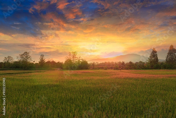 Fototapeta Landscape sky cloud background with  light  sunset  in   fields.