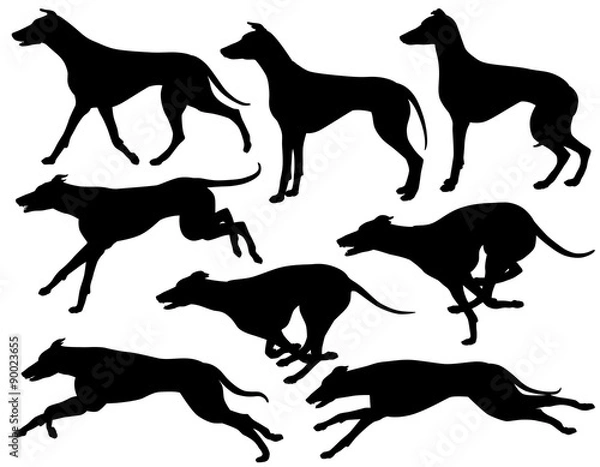 Fototapeta Sylwetki psów Greyhound