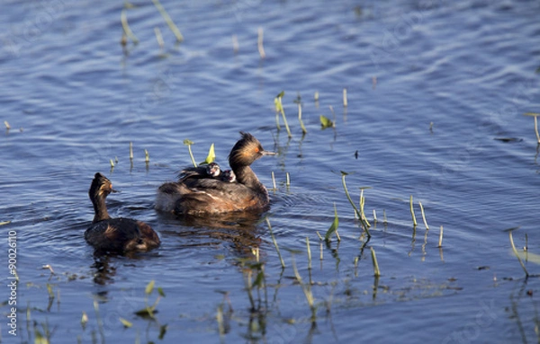 Obraz Eared Grebe with Babies