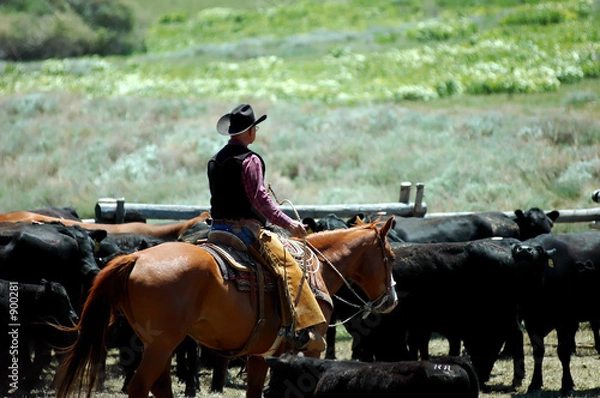 Obraz ruchome pieski