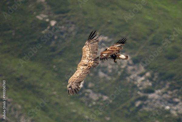 Fototapeta Wild Young golden eagle (Aquila chrysaetos) attacking a eurasian griffon vulture (Gyps fulvus) in flight against alpine meadows background. Wingspan size comparison. Italian Alps, Horizontal, July.