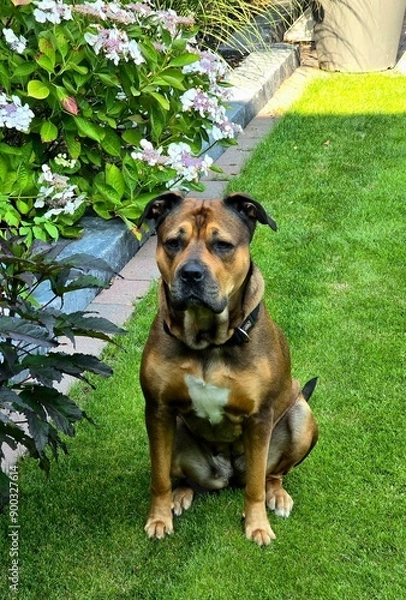 Obraz german shepherd dog