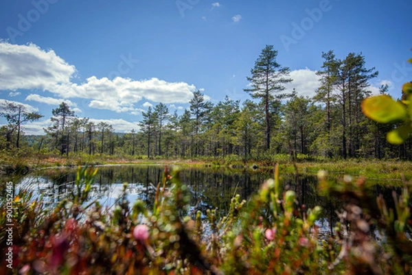 Fototapeta Small lake or swamp, north Sweden in summer.
