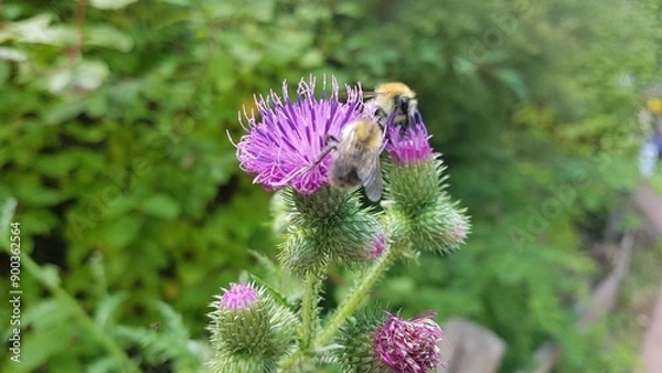 Obraz bee on a flower